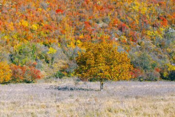 Golden autumn nature . Tree with yellow leaves