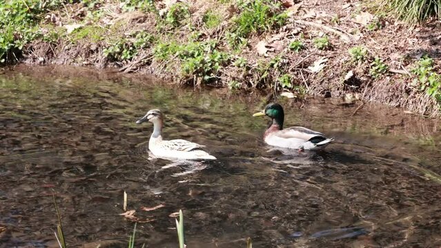ANATRE CHE SCAPPANO, DUCKS RUNNING