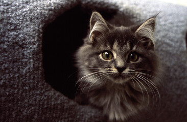 A little gray female kitten stares wide-eyed from her rug-covered pet house.