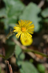Coltsfoot