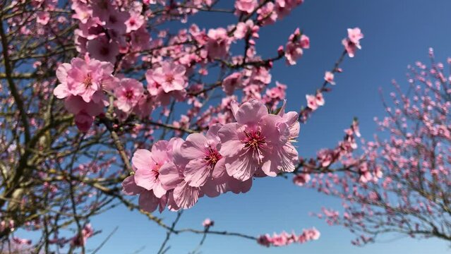 Mandelbl&uuml;te in der S&uuml;dpfalz
