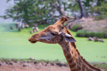 Giraffe head with neck on green nature background