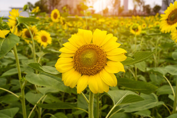Yellow sunflower in the sunset light. Close-up. Sunflower, close-up. Yellow big flower.
