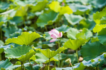 A beautiful pink waterlily or lotus flower in pond