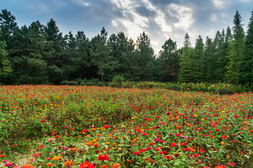 Cosmos flower in field,Wildflower Views