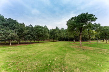 Beautiful panorama of green city park