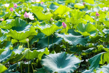 A beautiful pink waterlily or lotus flower in pond