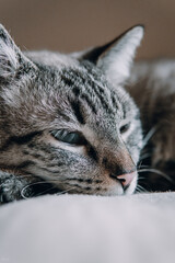 small white kitten adorable feline with blue eyes