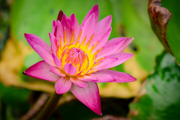 lotus flower in the pond (Nymphaea nouchali)