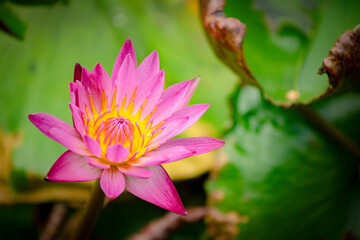 lotus flower in the pond (Nymphaea nouchali)