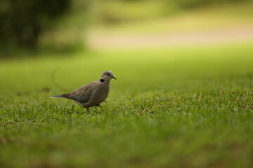 Dove walking on grass