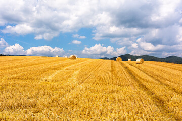 北海道の8月、美瑛の麦畑