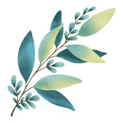 Hand Drawing Watercolor Beautiful Plant with blue green Leaves. Use for poster, card, print, textile, template, fabric, pattern, stickers, wedding, celebration, birthday