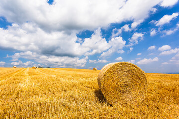 北海道の8月、美瑛の麦畑