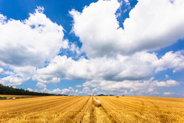 Fototapeta premium 北海道の8月、美瑛の麦畑