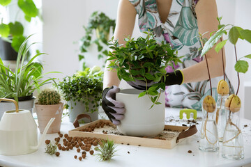 Young woman gardener takes care of green plants in stylish marble ceramic pots Plants love. Concept...