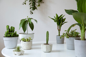 Stylish and botany composition of home garden filled a lot of plants in different pots on the white table. White background walls. Plants love. Spring blossom. Template.