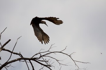 Hamerkop bird flying