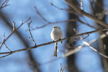 Long-tailed tit sits on a tree branch in spring