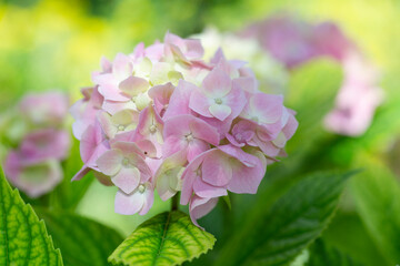 Closeup of green hydrangea (Hydrangea macrophylla)