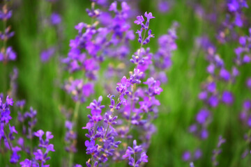 Purple  color lavender flower field closeup background. Selective focus used