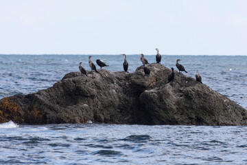 A flock of Japanese cormorants on a rock. South Kuriles