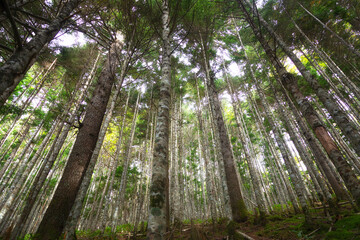 Obraz premium Old fir forest. Bottom view