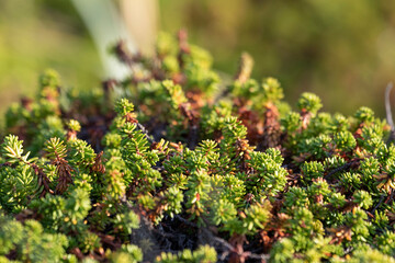 Empetrum bushes as background for design