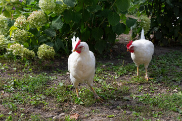 Two white hens looking for food in the grass