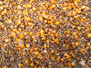 Natural background of wheat seeds and golden corn (maize).  Feed grain mixture. Grains of wheat and maize (corn) for animal and bird feed. Natural type of grain mixture with natural garbage