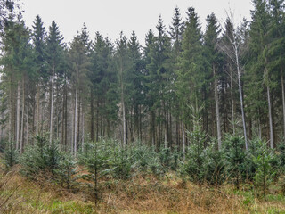 Wiederaufforstung im Mischwald durch anpflanzen von Jungbäumen