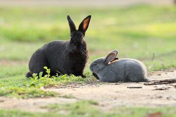 Dwarf rabbits huddling