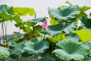 Obraz premium A beautiful pink waterlily or lotus flower in pond