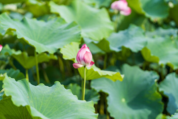 A beautiful pink waterlily or lotus flower in pond