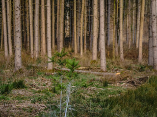 Wiederaufforstung im Mischwald durch anpflanzen von Jungbäumen