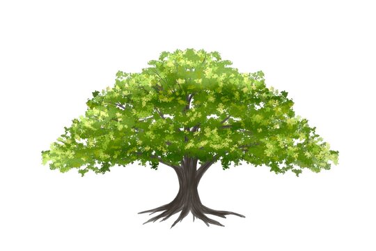 watercolor tree side view isolated on white background  for landscape and architecture layout drawing, elements for environment and garden