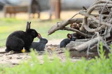 Rabbits with young next to their den