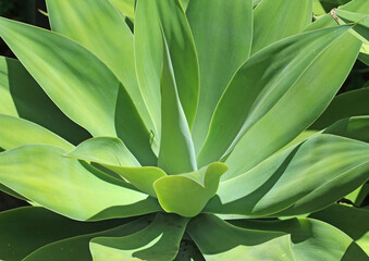 Close up of a Agave attenuata plant growing in a garden