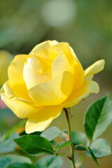 黄色の薔薇が一輪｜縦構図