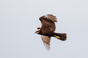 Western marsh harrier, Circus aeruginosus, glides in the sky in search of prey, hunting rodents and fish, large bird of prey, wide wings, long feathers, sharp beak