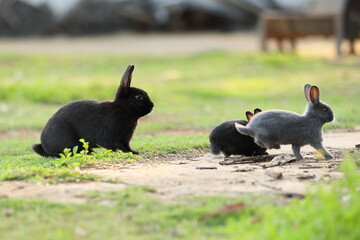 Rabbits with young jumping