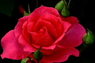 真っ赤なバラの花