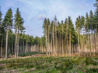 Wiederaufforstung im Mischwald durch anpflanzen von Jungbäumen