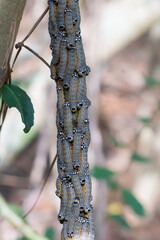 A large grouping of Turbulent phosphila moth caterpillars in Texas.