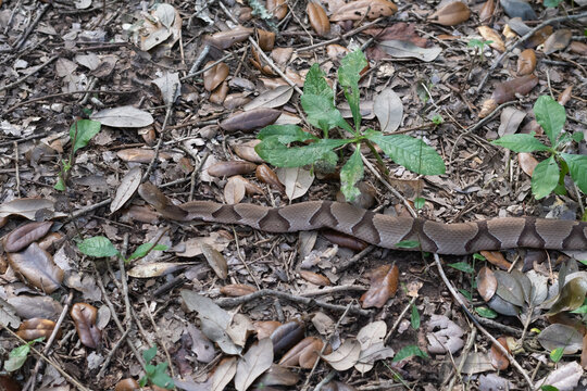 A copperhead snake blending with the leaf litter so that it hides in plain sight.
