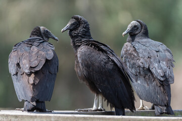 A trio of American black vultures sitting on a railing. - Powered by Adobe