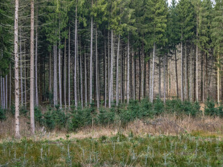 Wiederaufforstung im Mischwald durch anpflanzen von Jungbäumen