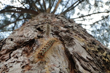 brown caterpillars climbing on tree