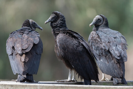 A trio of American black vultures sitting on a railing.