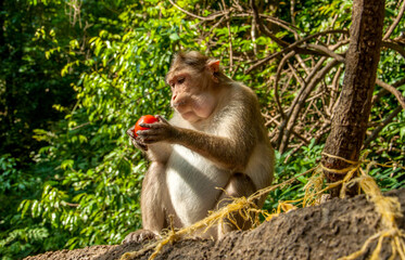 The pregnant monkey eats fruits and vegetables. Rainforest of India, wild animals.